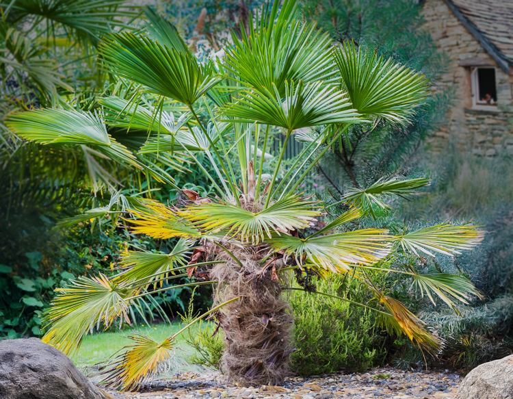 Trachycarpus wagnerianus garden